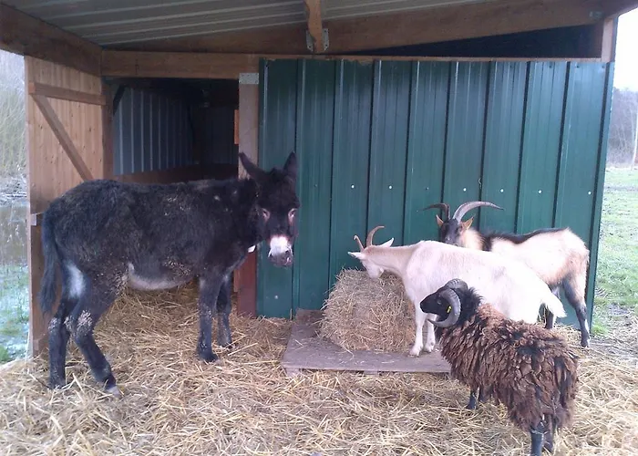 Camping Du Vivier Aux Carpes
